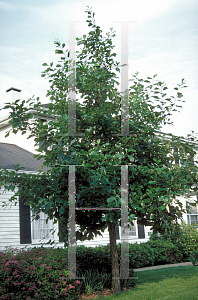 Picture of Quercus bicolor 