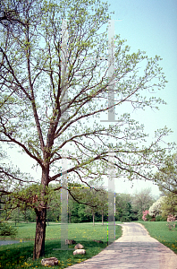 Picture of Quercus bicolor 