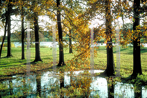 Picture of Quercus bicolor 