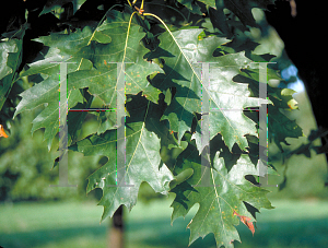 Picture of Quercus coccinea 