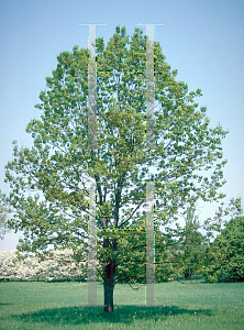 Picture of Quercus coccinea 