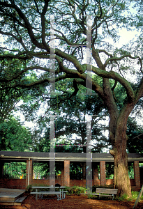 Picture of Quercus geminata 