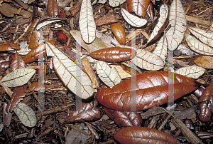 Picture of Quercus geminata 