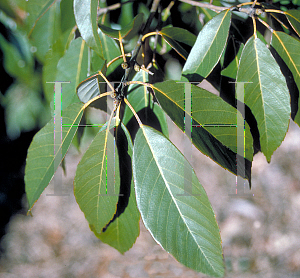 Picture of Quercus glauca 
