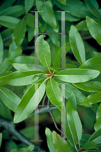 Picture of Quercus imbricaria 