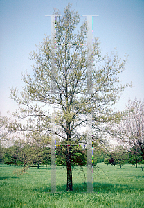 Picture of Quercus imbricaria 