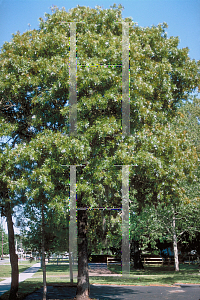 Picture of Quercus laevis 