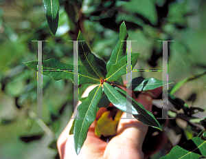 Picture of Quercus laurifolia 