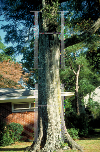 Picture of Quercus laurifolia 