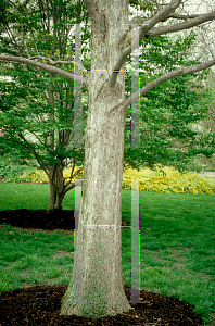 Picture of Quercus lyrata 