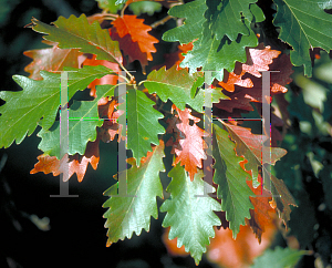 Picture of Quercus michauxii 