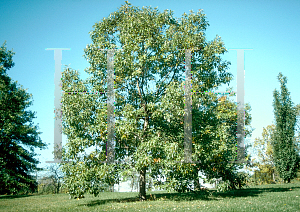 Picture of Quercus muehlenbergii 