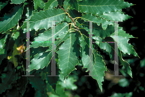 Picture of Quercus muehlenbergii 