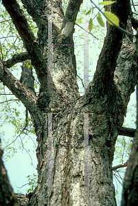 Picture of Quercus muehlenbergii 