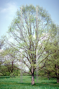 Picture of Quercus muehlenbergii 