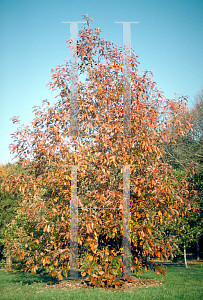 Picture of Quercus muehlenbergii 