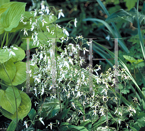 Picture of Saxifraga x urbium 