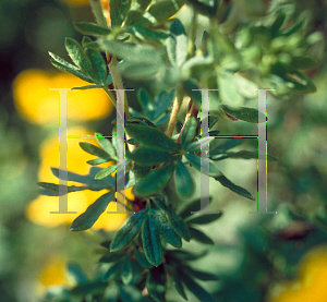 Picture of Potentilla fruticosa 