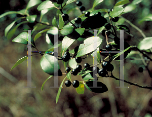 Picture of Ilex glabra 