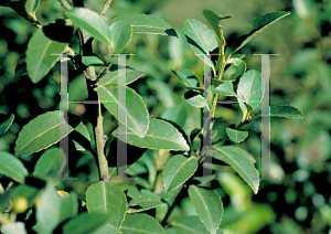 Picture of Ilex glabra 