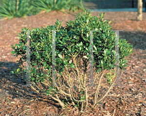 Picture of Ilex glabra 