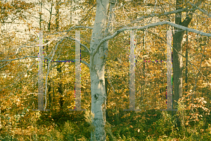 Picture of Fagus grandifolia 