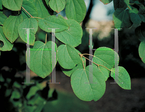 Picture of Cercidiphyllum japonicum 