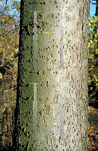 Picture of Celtis laevigata 