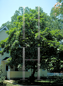 Picture of Catalpa bignonioides 