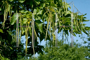 Picture of Catalpa bignonioides 