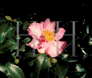 Picture of Camellia sasanqua 