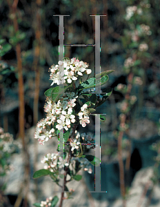 Picture of Aronia arbutifolia 