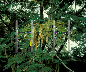 Picture of Albizia julibrissin 