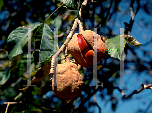 Picture of Aesculus hippocastanum 