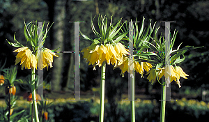 Picture of Fritillaria collina 