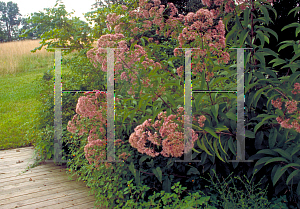 Picture of Eupatorium purpureum 