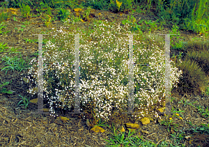 Picture of Gypsophila paniculata 