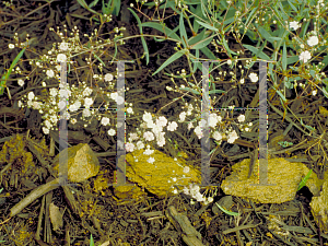 Picture of Gypsophila paniculata 