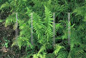 Picture of Athyrium filix-femina 