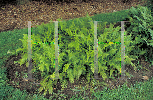 Picture of Athyrium filix-femina 