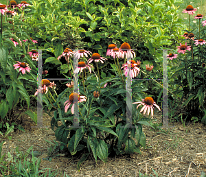Picture of Echinacea purpurea 