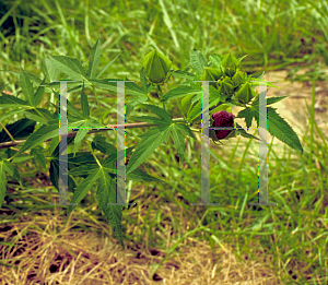 Picture of Hibiscus coccineus 