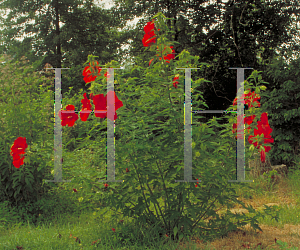 Picture of Hibiscus coccineus 