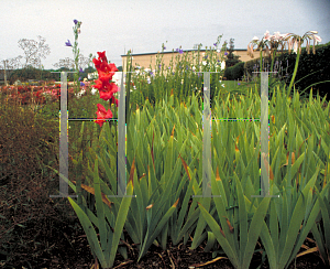 Picture of Gladiolus x hortulanus 