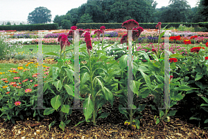 Picture of Celosia argentea (Cristata Group) 