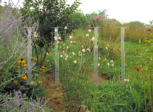 Picture of Oenothera lindheimeri 