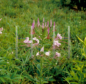 Picture of Cleome hassleriana 