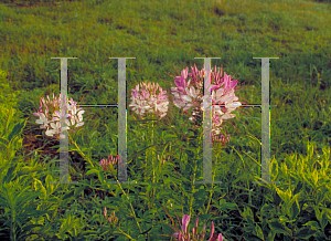 Picture of Cleome hassleriana 