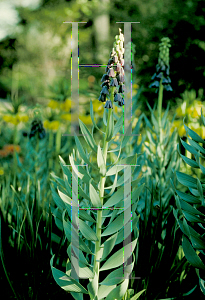 Picture of Fritillaria persica 