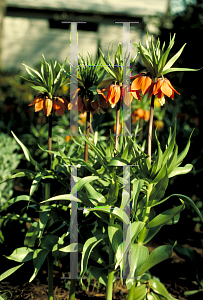 Picture of Fritillaria imperialis 